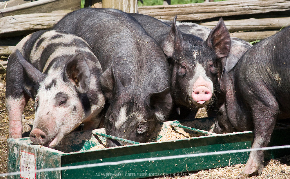 Young black and white pigs feeding at the trough.